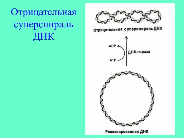 Отрицательная суперспираль ДНК