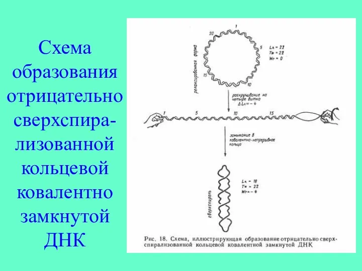 Схема образования отрицательно сверхспира-лизованной кольцевой ковалентно замкнутой ДНК