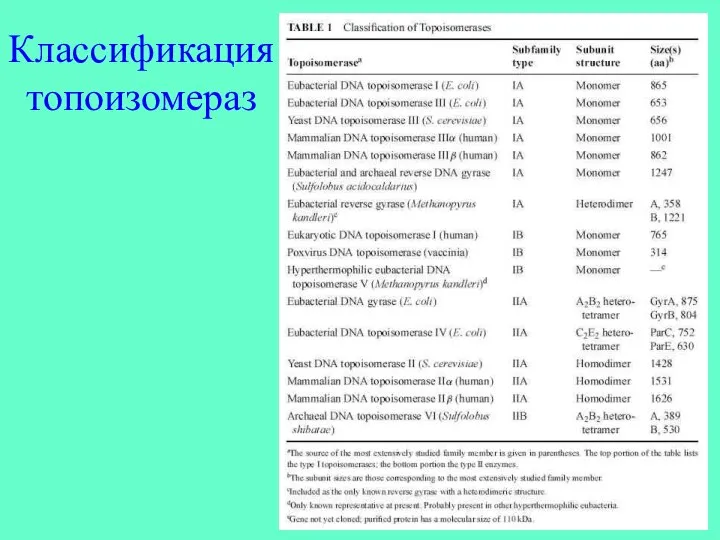 Классификация топоизомераз