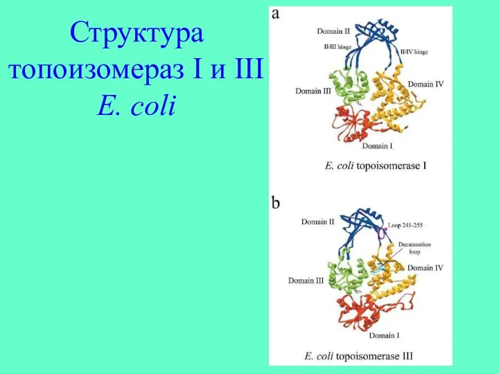 Структура топоизомераз I и III E. coli