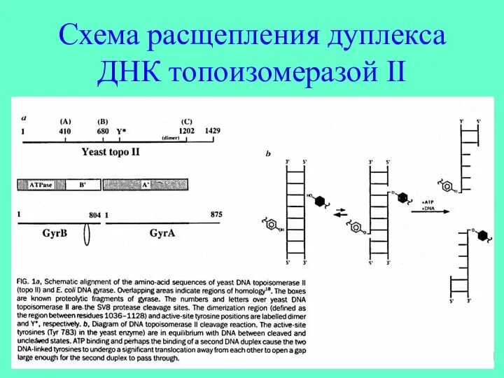 Схема расщепления дуплекса ДНК топоизомеразой II