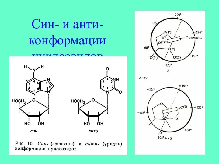 Син- и анти-конформации нуклеозидов