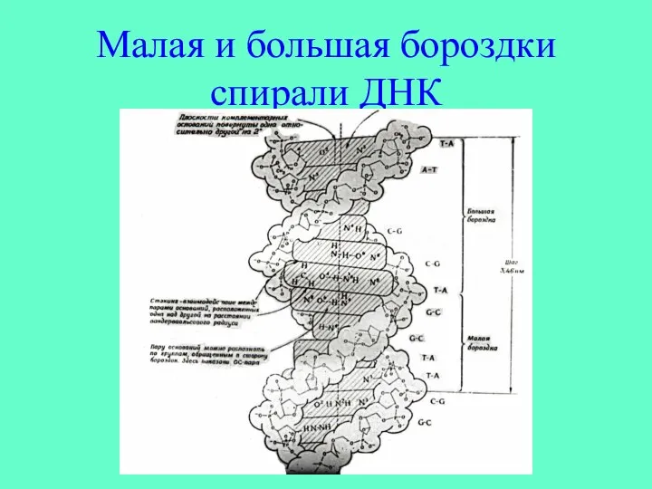 Малая и большая бороздки спирали ДНК