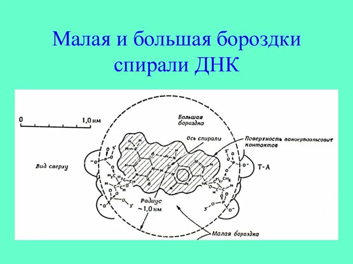 Малая и большая бороздки спирали ДНК