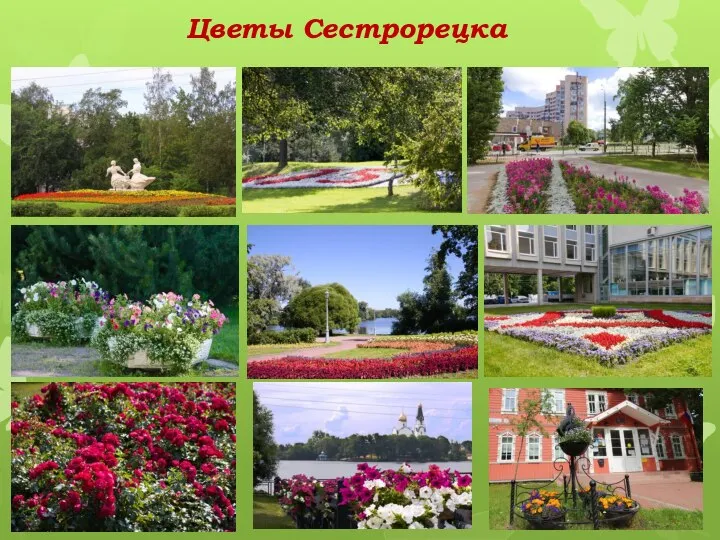 Цветы Сестрорецка