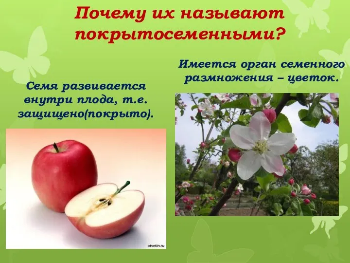 Имеется орган семенного размножения – цветок. Семя развивается внутри плода, т.е. защищено(покрыто). Почему их называют покрытосеменными?