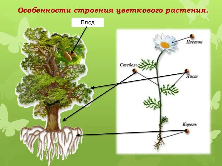 Особенности строения цветкового растения. Плод