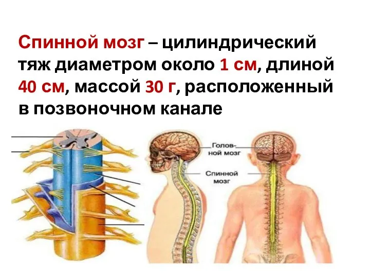 Спинной мозг – цилиндрический тяж диаметром около 1 см, длиной 40 см,