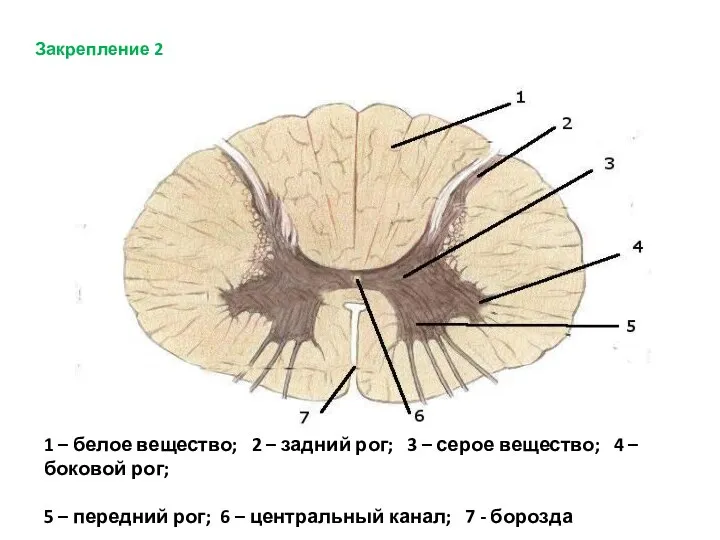 Закрепление 2 1 – белое вещество; 2 – задний рог; 3 –