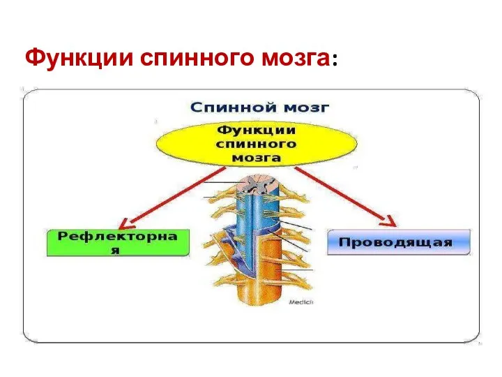 Функции спинного мозга: