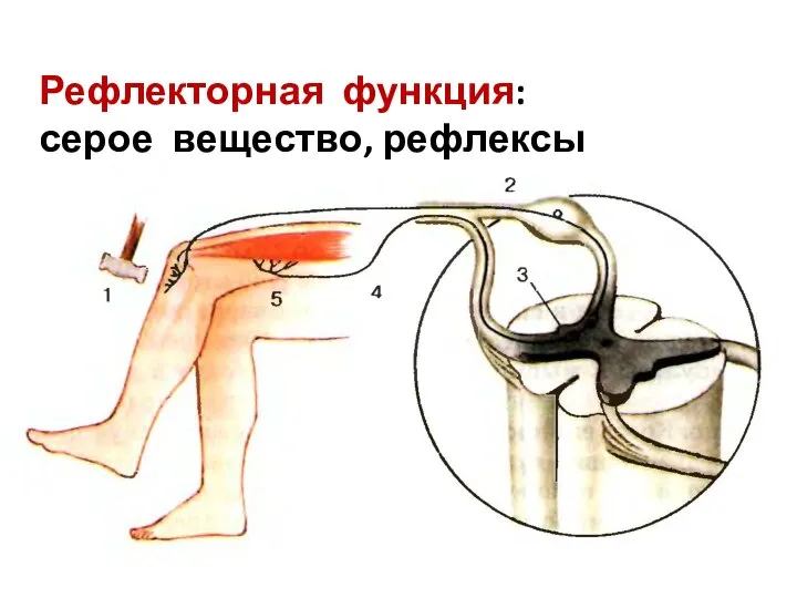 Рефлекторная функция: серое вещество, рефлексы