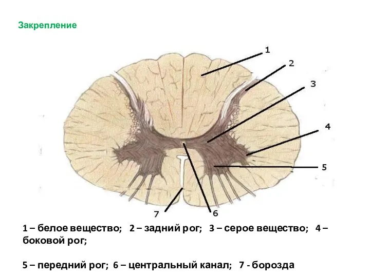 Закрепление 1 – белое вещество; 2 – задний рог; 3 – серое