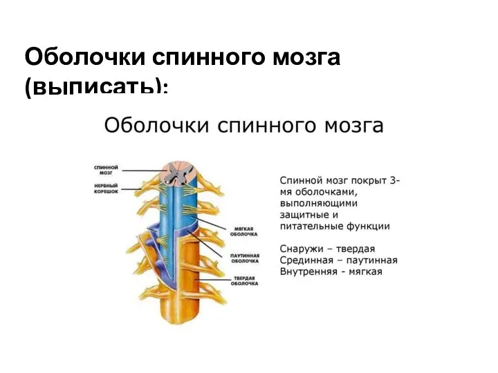 Оболочки спинного мозга (выписать):