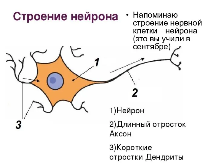 Напоминаю строение нервной клетки – нейрона (это вы учили в сентябре)