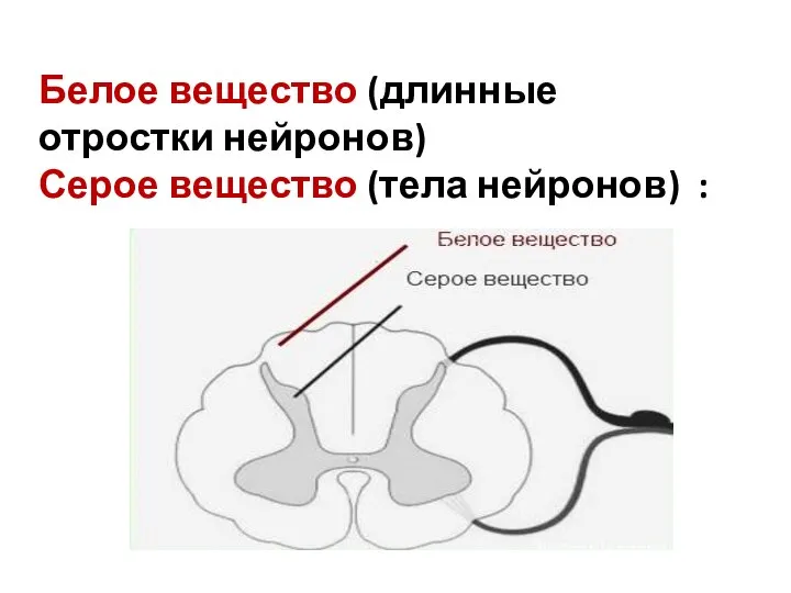 Белое вещество (длинные отростки нейронов) Серое вещество (тела нейронов) :