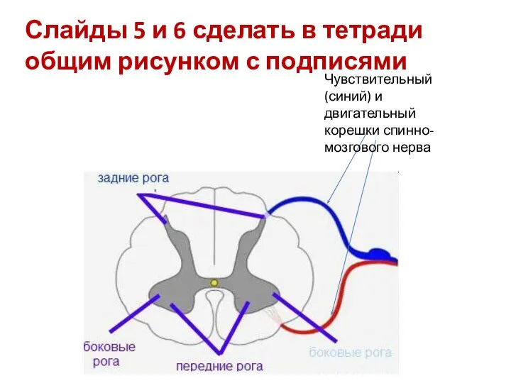 Слайды 5 и 6 сделать в тетради общим рисунком с подписями Чувствительный