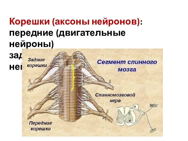 Корешки (аксоны нейронов): передние (двигательные нейроны) задние (чувствительные нейроны)