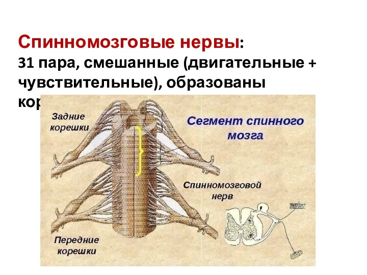 Спинномозговые нервы: 31 пара, смешанные (двигательные + чувствительные), образованы корешками