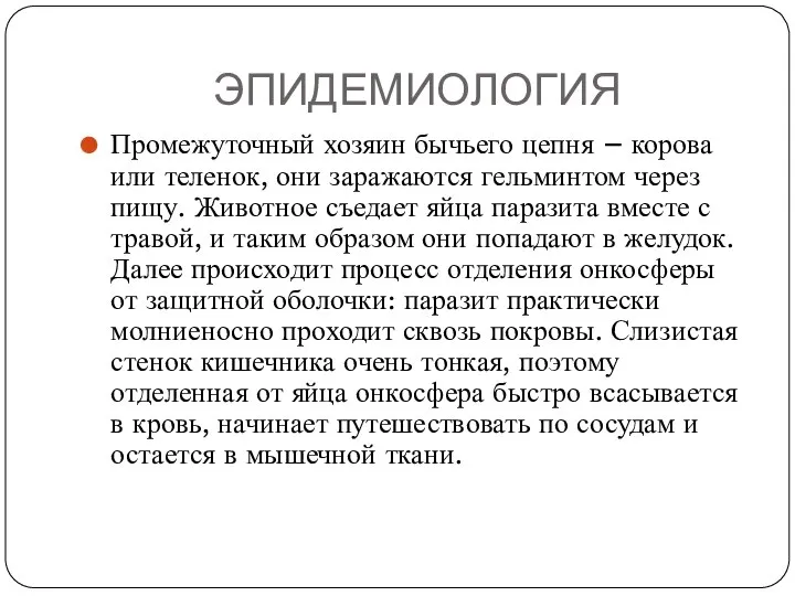 ЭПИДЕМИОЛОГИЯ Промежуточный хозяин бычьего цепня – корова или теленок, они заражаются гельминтом