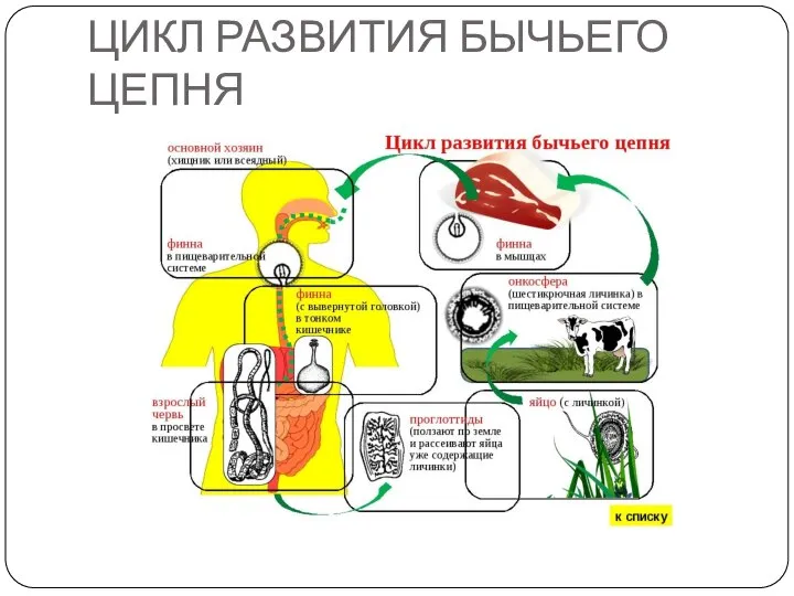 ЦИКЛ РАЗВИТИЯ БЫЧЬЕГО ЦЕПНЯ