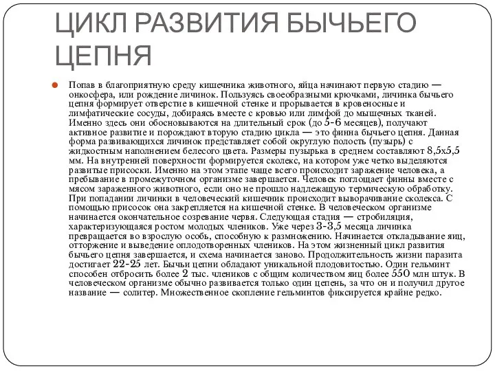 ЦИКЛ РАЗВИТИЯ БЫЧЬЕГО ЦЕПНЯ Попав в благоприятную среду кишечника животного, яйца начинают