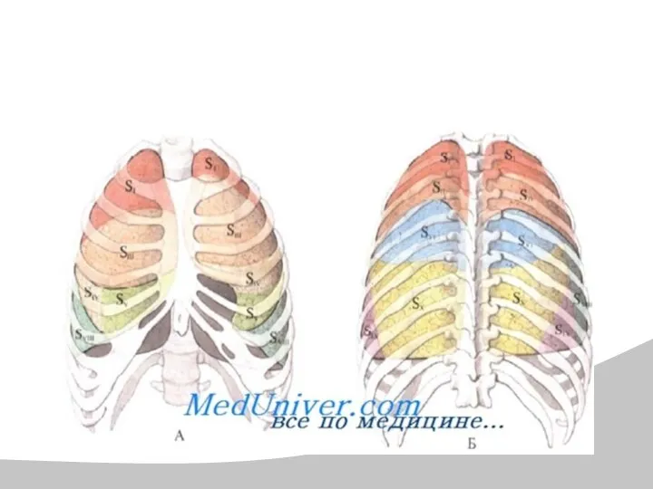 Анатомия лёгких в норме
