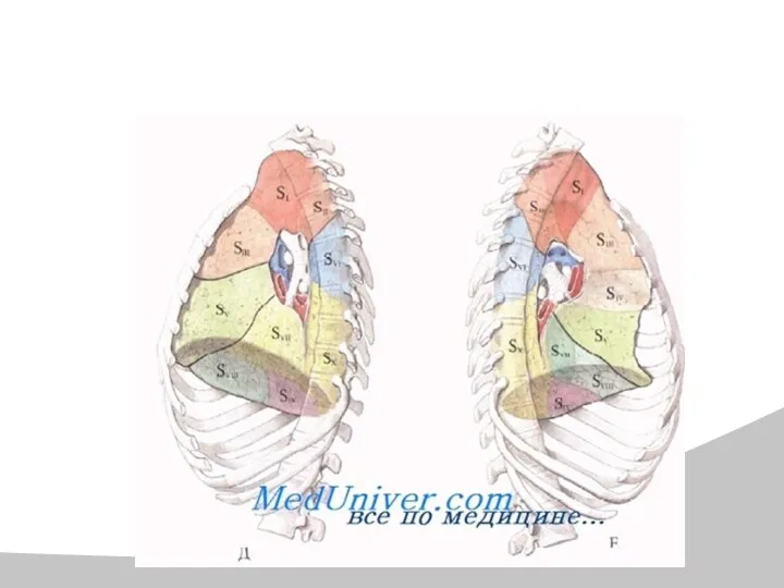 Анатомия лёгких в норме