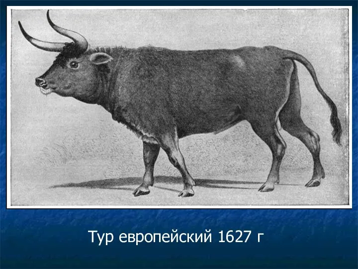 Тур европейский 1627 г