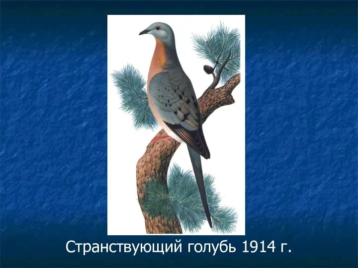 Странствующий голубь 1914 г.