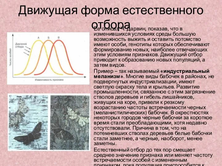 Движущая форма естественного отбора Ее описал Ч. Дарвин, показав, что в изменившихся