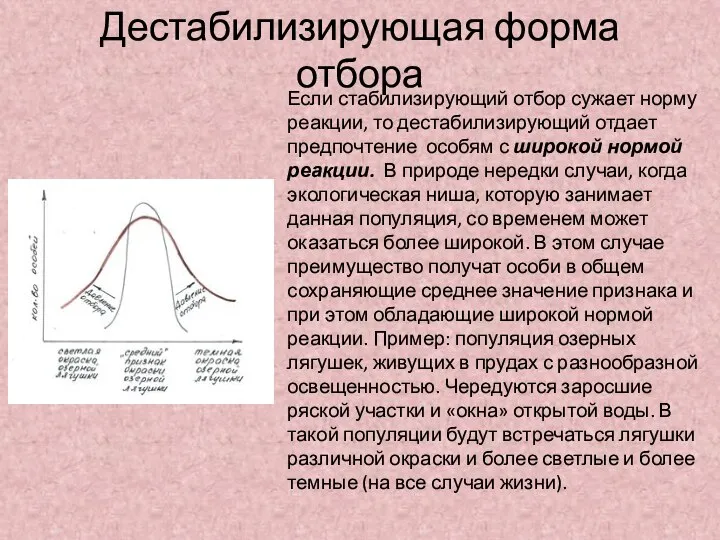 Дестабилизирующая форма отбора Если стабилизирующий отбор сужает норму реакции, то дестабилизирующий отдает