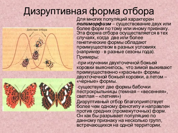 Дизруптивная форма отбора Для многих популяций характерен полиморфизм – существование двух или