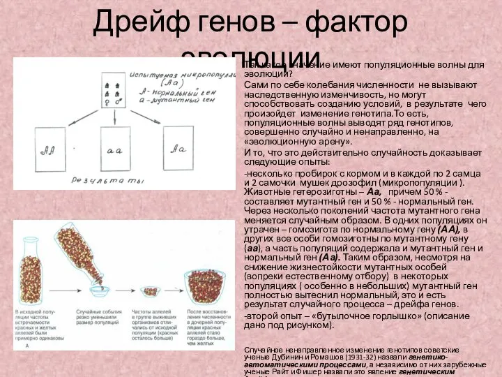 Дрейф генов – фактор эволюции Так какое значение имеют популяционные волны для