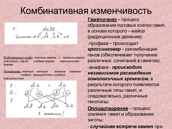 Комбинативная изменчивость Гаметогенез – процесс образования половых клеток гамет, в основе которого