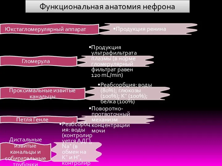 Юкстагломерулярный аппарат Продукция ренина Гломерула Продукция ультрафильтрата плазмы (в норме гломерулярный фильтрат