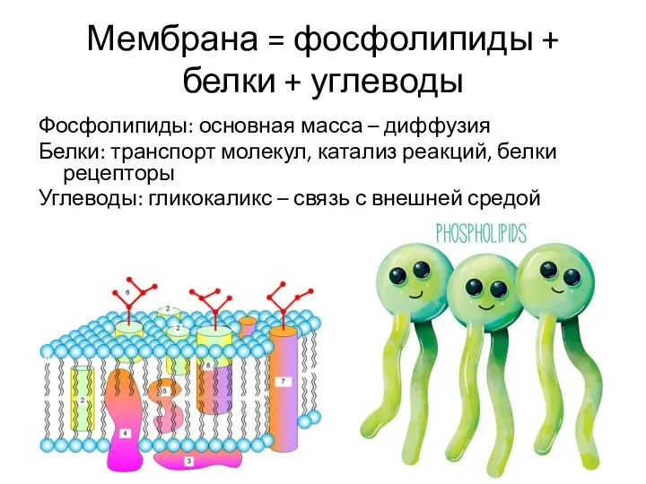 Мембрана = фосфолипиды + белки + углеводы Фосфолипиды: основная масса – диффузия