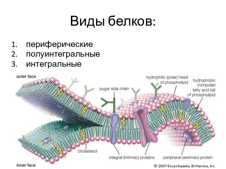 Виды белков: периферические полуинтегральные интегральные