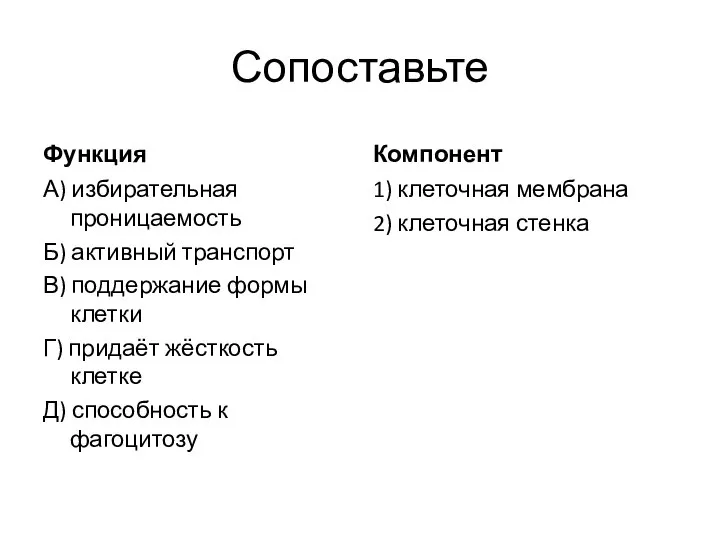 Сопоставьте Функция А) избирательная проницаемость Б) активный транспорт В) поддержание формы клетки