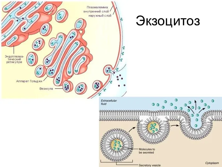 Экзоцитоз