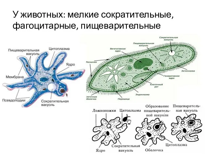 У животных: мелкие сократительные, фагоцитарные, пищеварительные