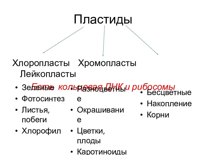 Пластиды Хлоропласты Хромопласты Лейкопласты Есть кольцевая ДНК и рибосомы Зеленые Фотосинтез Листья,