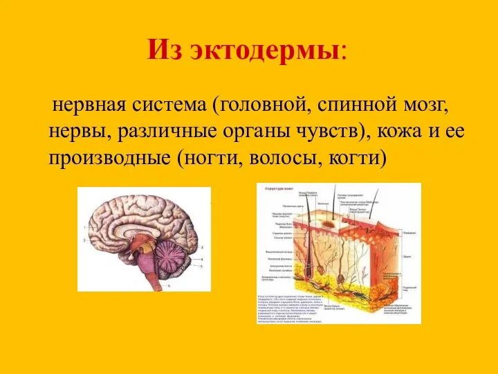 нервная система (головной, спинной мозг, нервы, различные органы чувств), кожа и ее