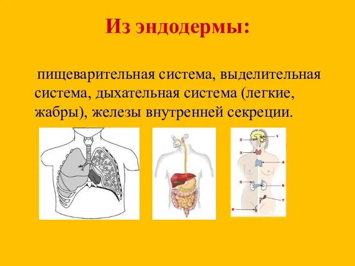 Из эндодермы: пищеварительная система, выделительная система, дыхательная система (легкие, жабры), железы внутренней секреции.