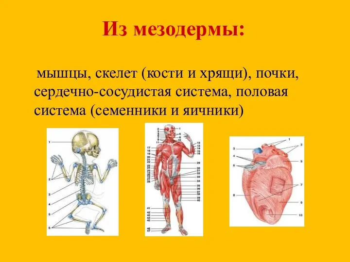 Из мезодермы: мышцы, скелет (кости и хрящи), почки, сердечно-сосудистая система, половая система (семенники и яичники)