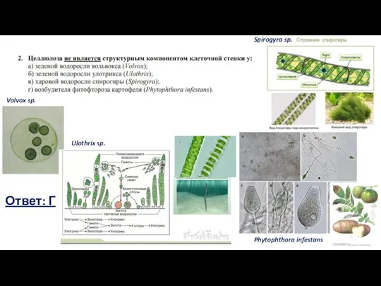 Volvox sp. Ulothrix sp. Spirogyra sp. Phytophthora infestans Ответ: Г