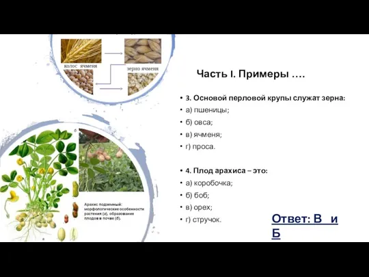 Часть I. Примеры …. 3. Основой перловой крупы служат зерна: а) пшеницы;