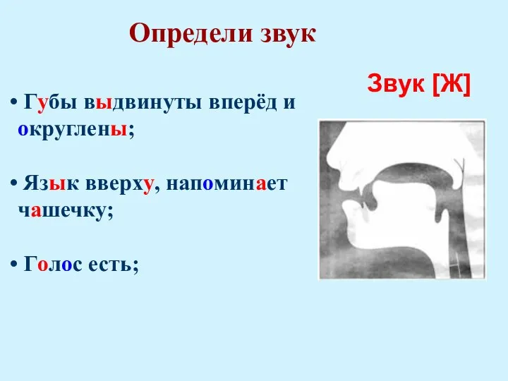 Определи звук Губы выдвинуты вперёд и округлены; Язык вверху, напоминает чашечку; Голос есть; Звук [Ж]