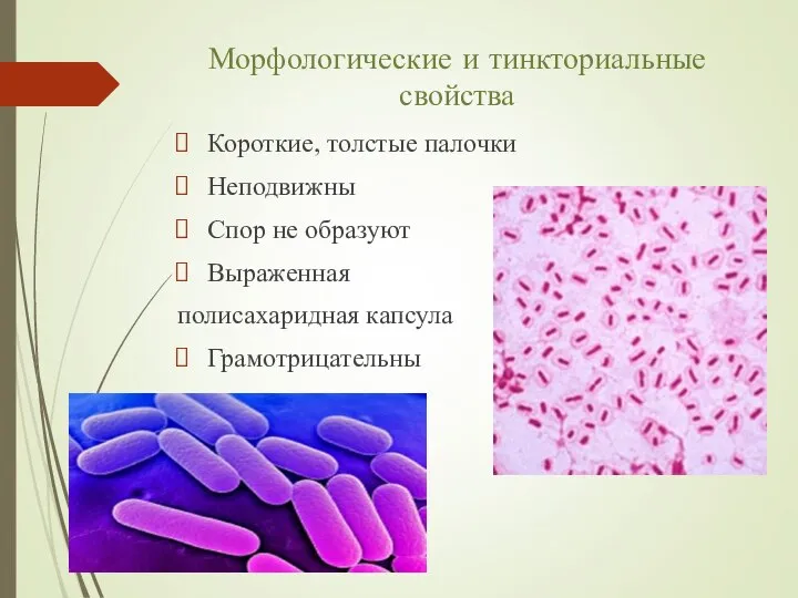 Морфологические и тинкториальные свойства Короткие, толстые палочки Неподвижны Спор не образуют Выраженная полисахаридная капсула Грамотрицательны