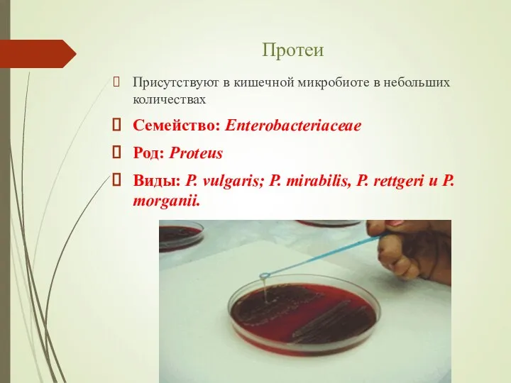 Протеи Присутствуют в кишечной микробиоте в небольших количествах Семейство: Enterobacteriaceae Род: Proteus