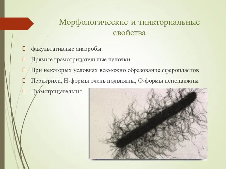 Морфологические и тинкториальные свойства факультативные анаэробы Прямые грамотрицательные палочки При некоторых ус­ловиях